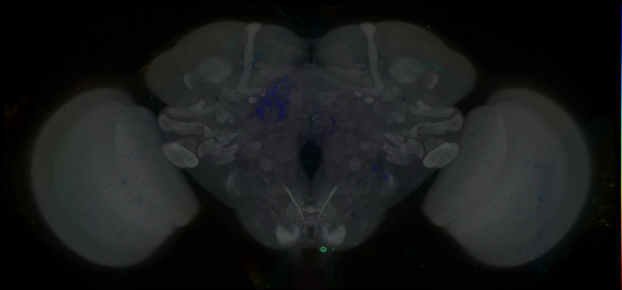 P{GMR86F03-GAL4} expression pattern