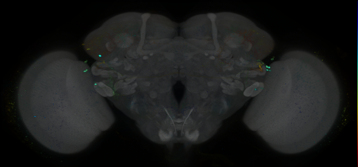 P{GMR87A04-GAL4} expression pattern