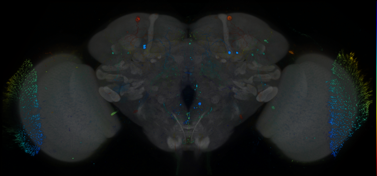 P{GMR87C03-GAL4} expression pattern
