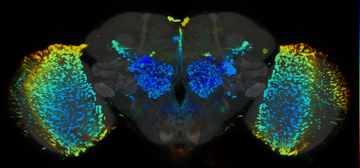 P{GMR87H04-GAL4} expression pattern