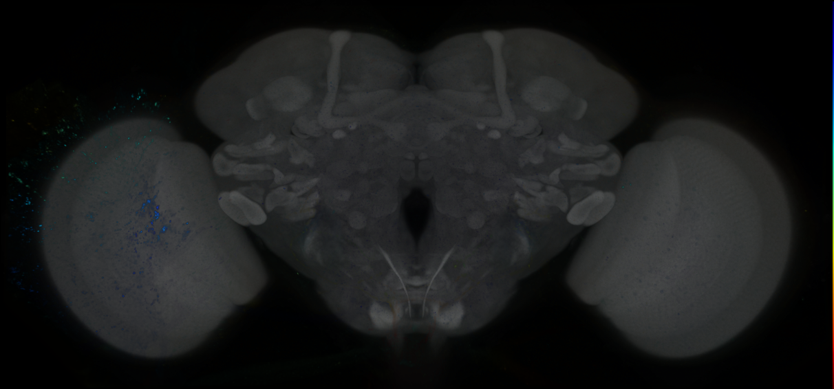 P{GMR88C12-GAL4} expression pattern