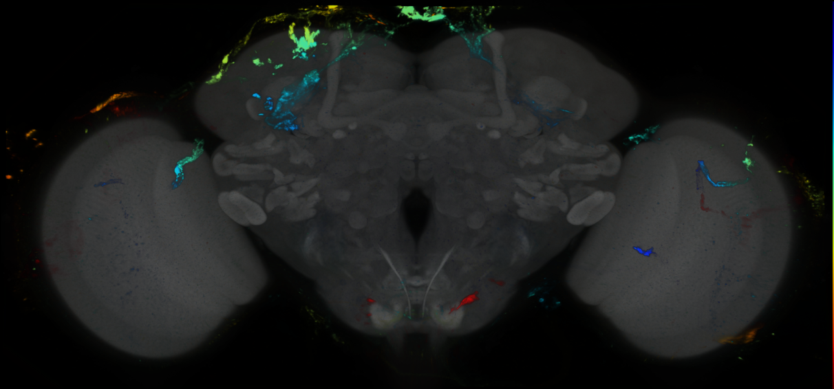 P{GMR88E06-GAL4} expression pattern