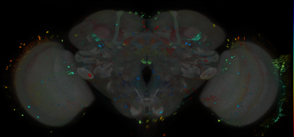 P{GMR88E10-GAL4} expression pattern