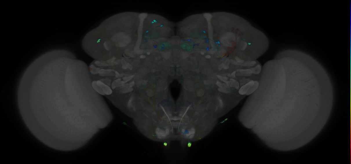 P{GMR88F03-GAL4} expression pattern