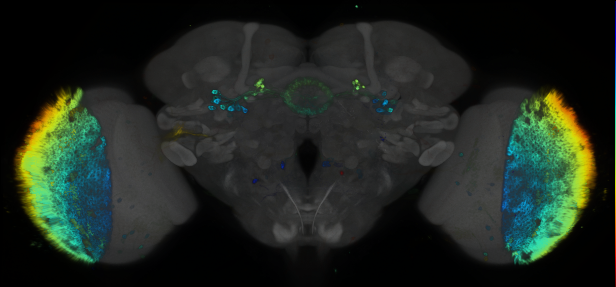 P{GMR88H11-GAL4} expression pattern