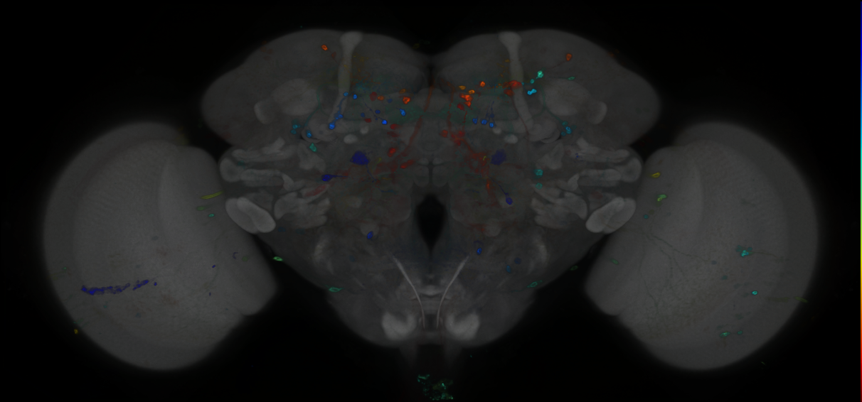 P{GMR89A03-GAL4} expression pattern