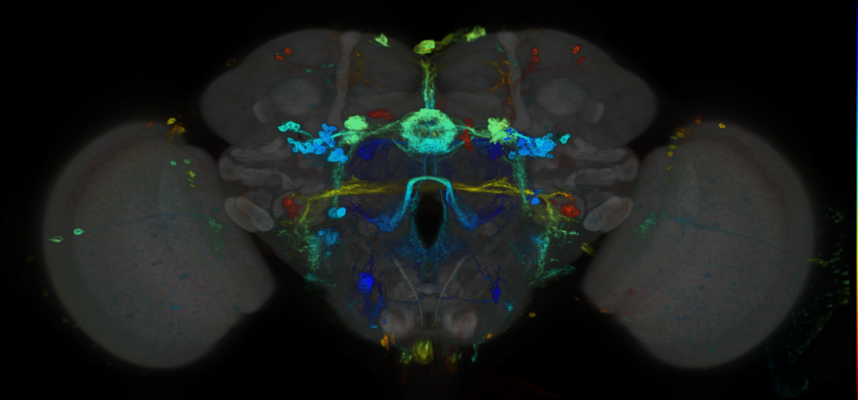 P{GMR89A09-GAL4} expression pattern