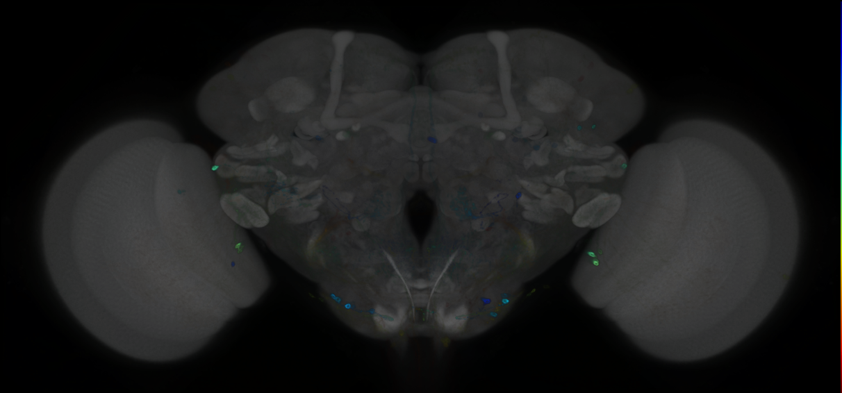 P{GMR89B09-GAL4} expression pattern