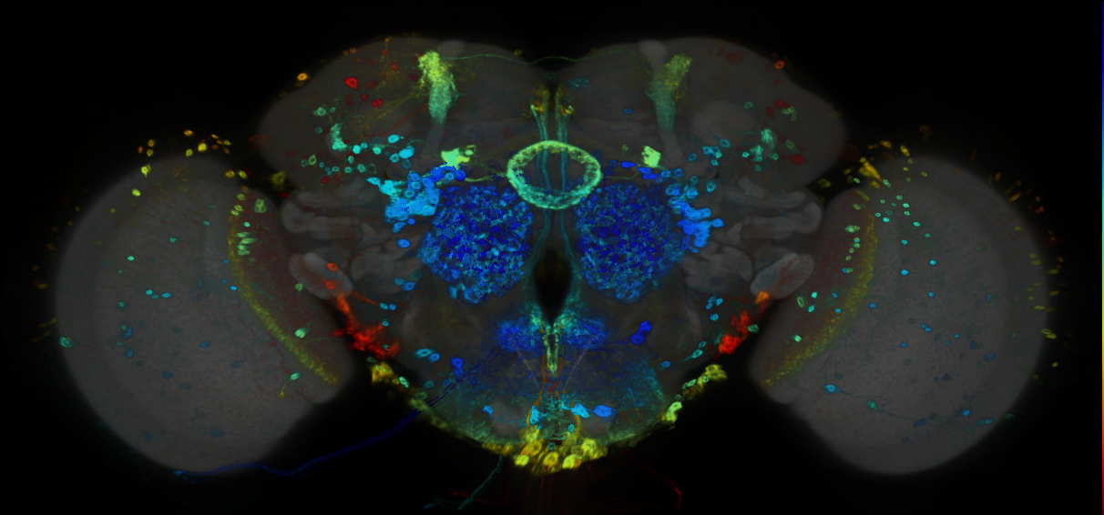P{GMR89D06-GAL4} expression pattern