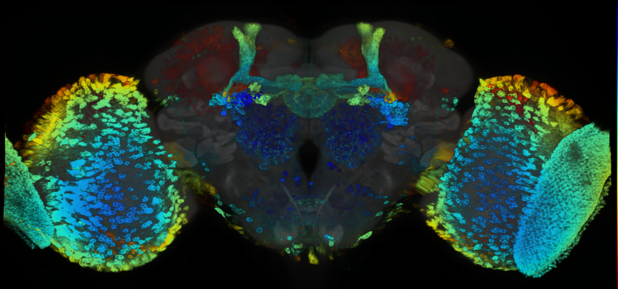 P{GMR89E08-GAL4} expression pattern