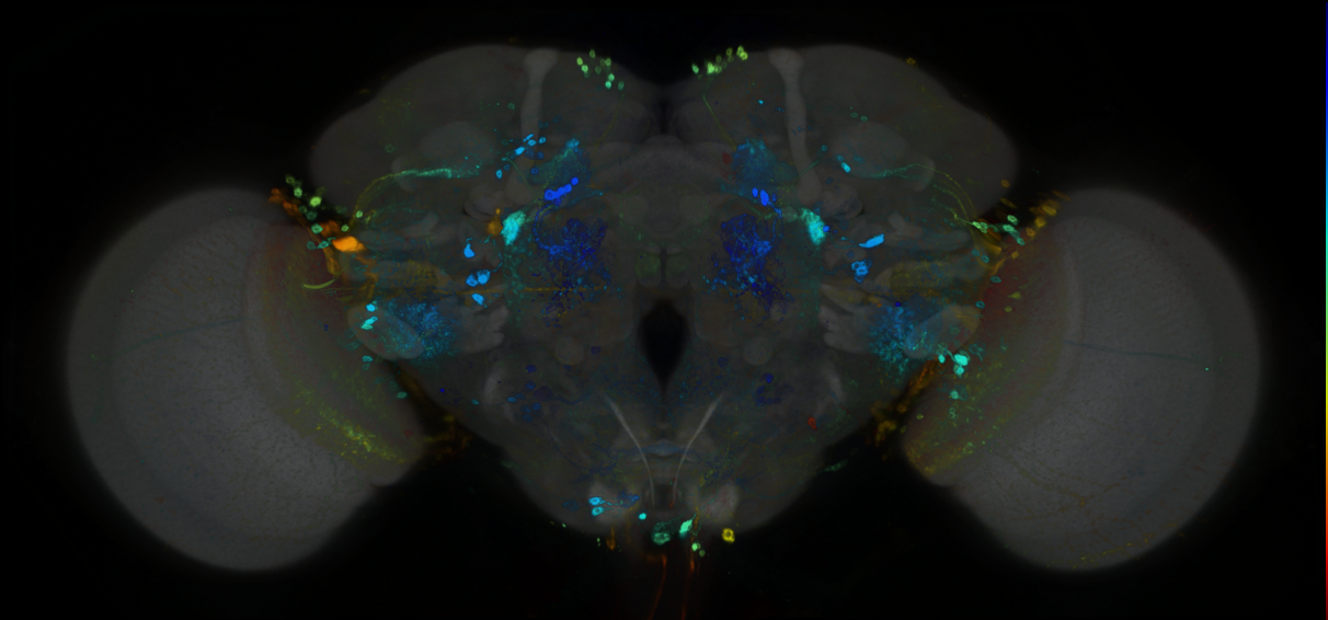 P{GMR89E10-GAL4} expression pattern