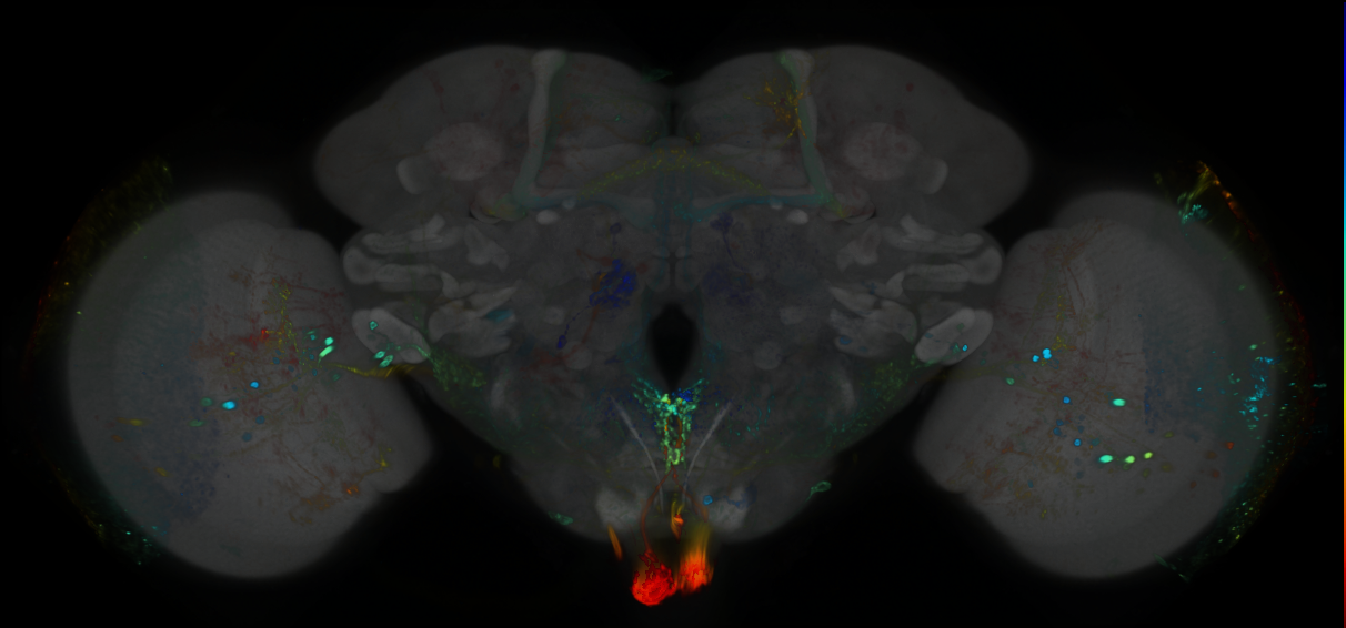 P{GMR89H04-GAL4} expression pattern