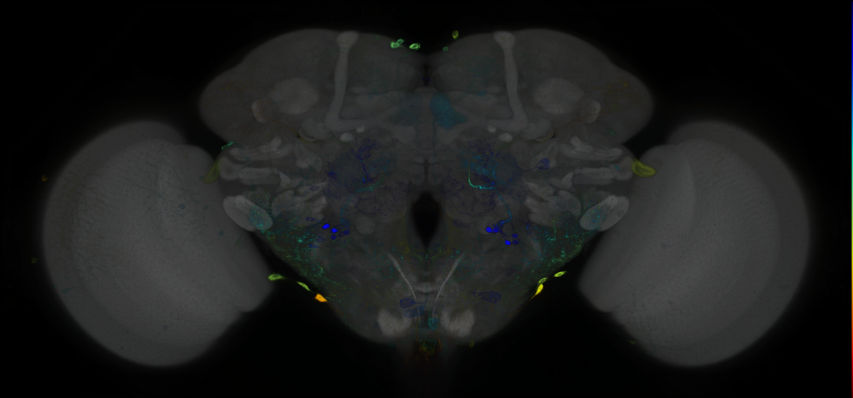 P{GMR89H09-GAL4} expression pattern