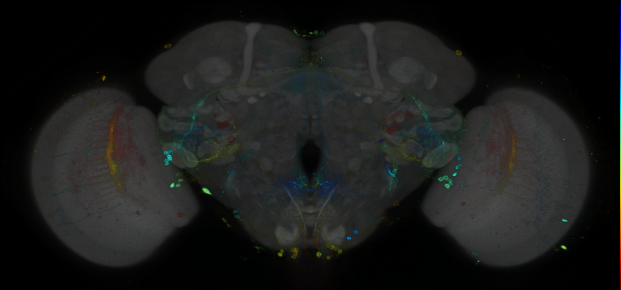 P{GMR91B02-GAL4} expression pattern