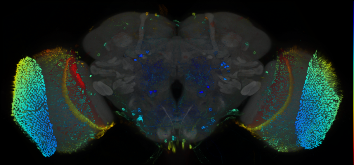 P{GMR91B10-GAL4} expression pattern