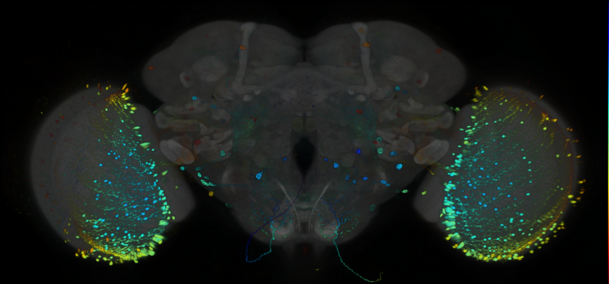 P{GMR92D08-GAL4} expression pattern
