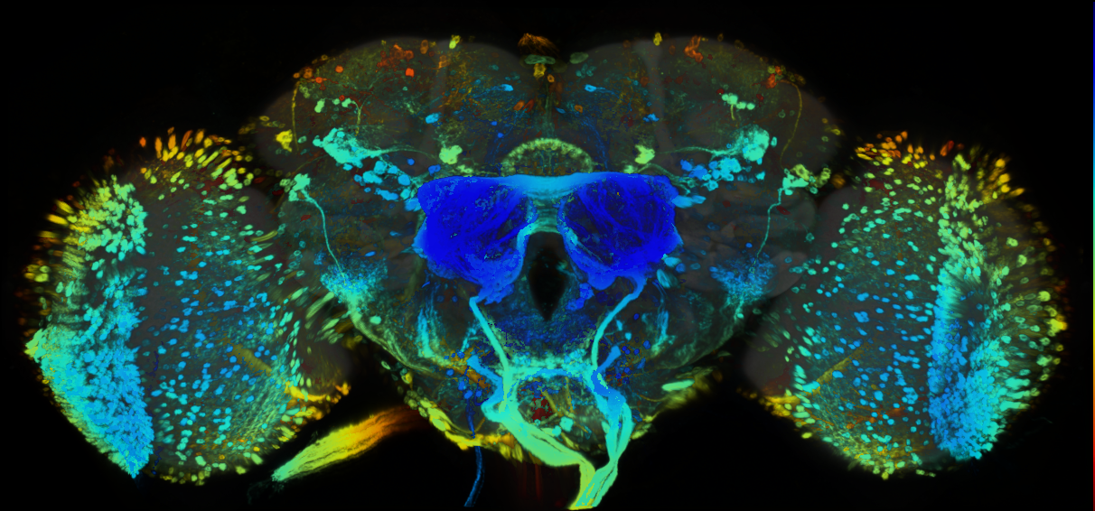 P{GMR92H08-GAL4} expression pattern