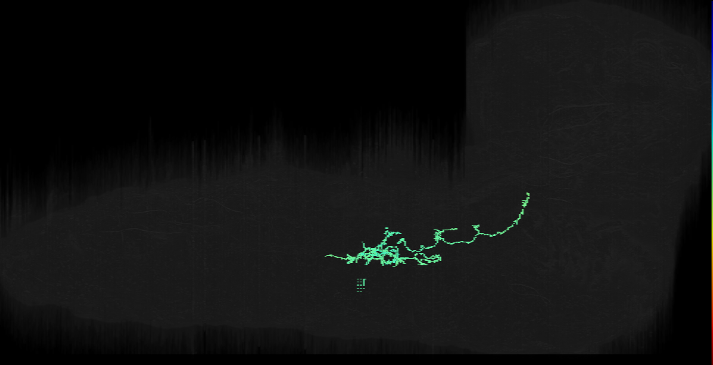 larval metathoracic Wave neuron
