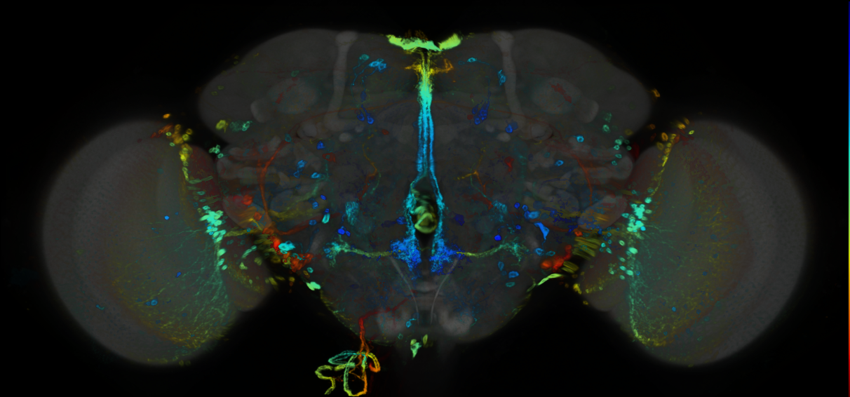 P{GMR93B01-GAL4} expression pattern