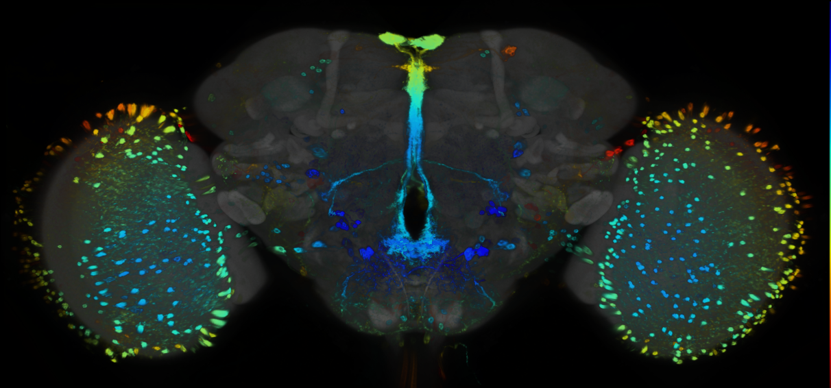 P{GMR93D04-GAL4} expression pattern