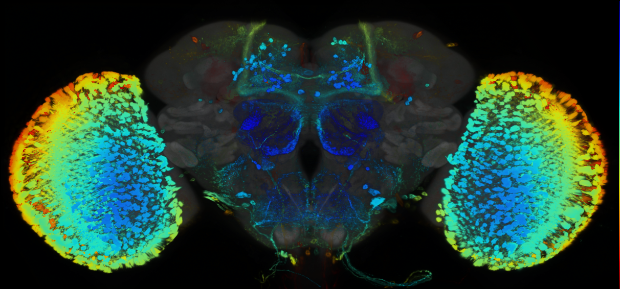 P{GMR93D12-GAL4} expression pattern