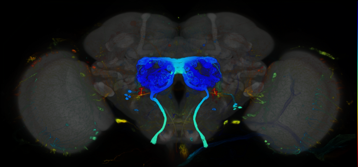 P{GMR93E10-GAL4} expression pattern