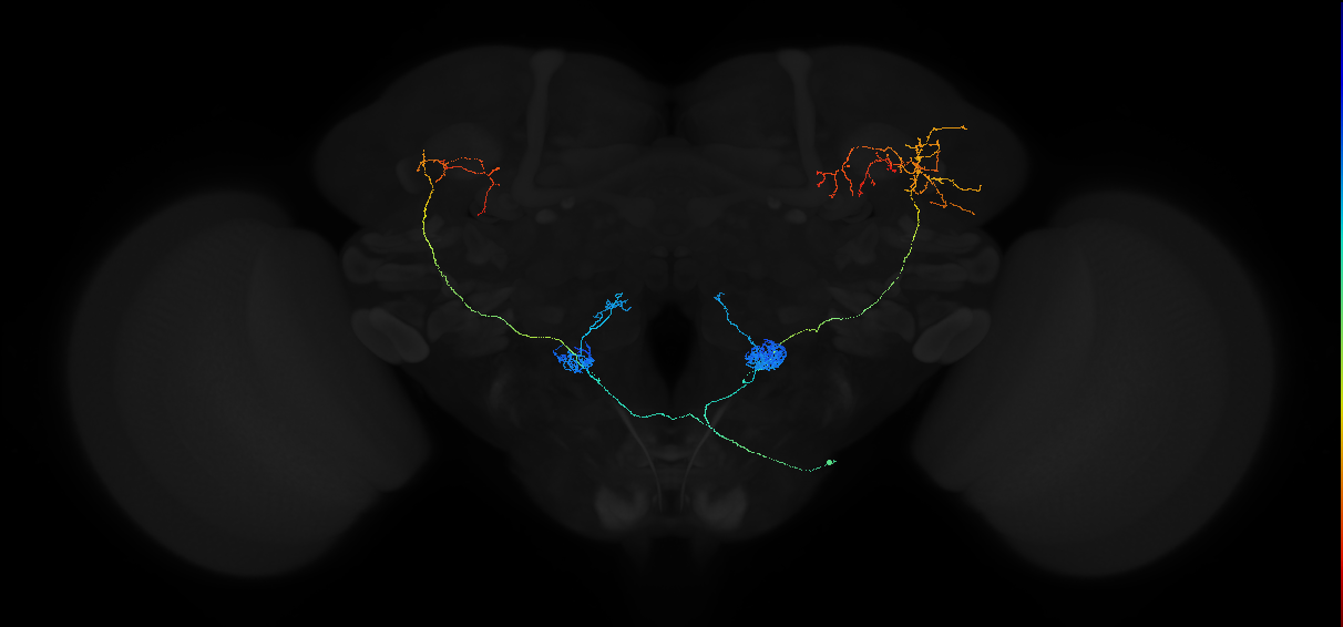 adult antennal lobe projection neuron of SEZ