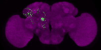 adult antennal lobe projection neuron DA4m adPN