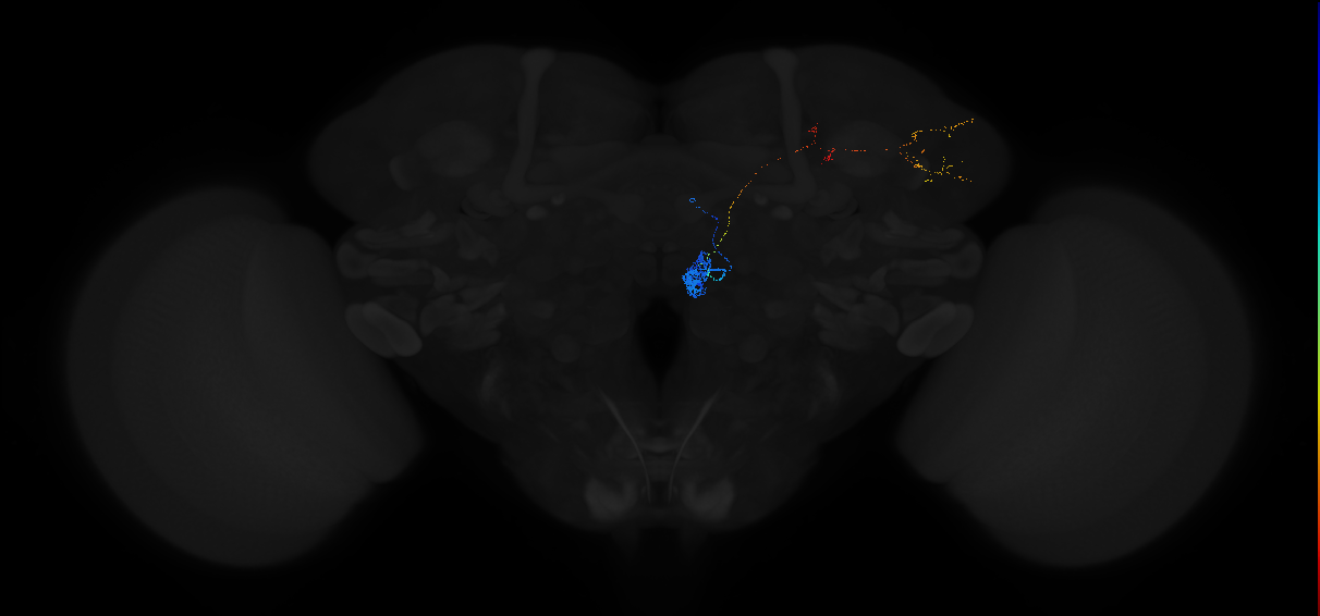 adult antennal lobe projection neuron VM7d adPN