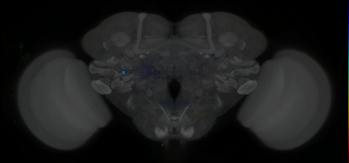 P{GMR94A02-GAL4} expression pattern