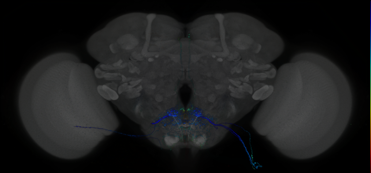 P{GMR94A09-GAL4} expression pattern