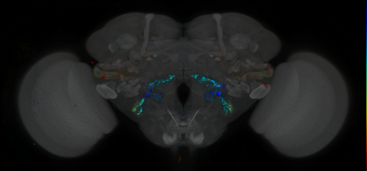 P{GMR94B01-GAL4} expression pattern