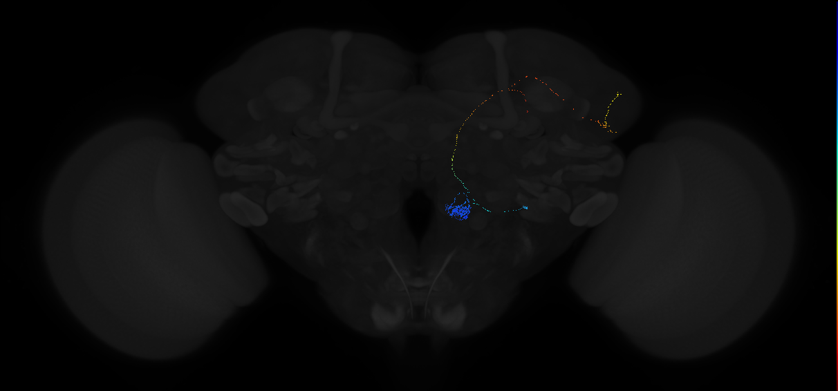 adult antennal lobe projection neuron VM4 lvPN