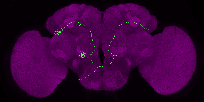 adult antennal lobe projection neuron VL1 ilPN