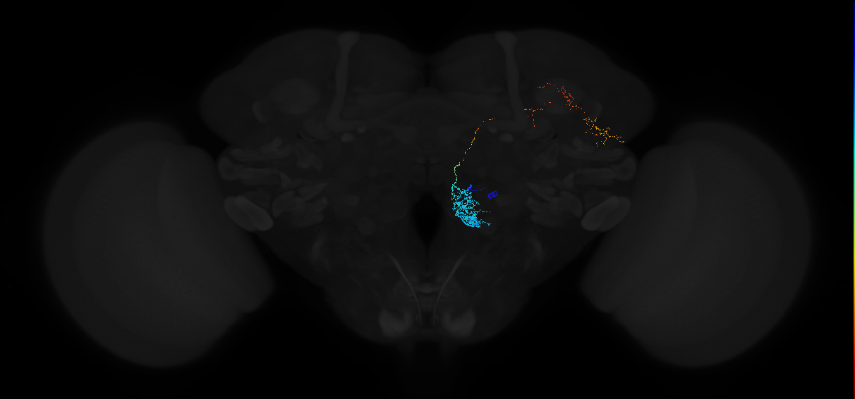 adult antennal lobe projection neuron VP2+ adPN