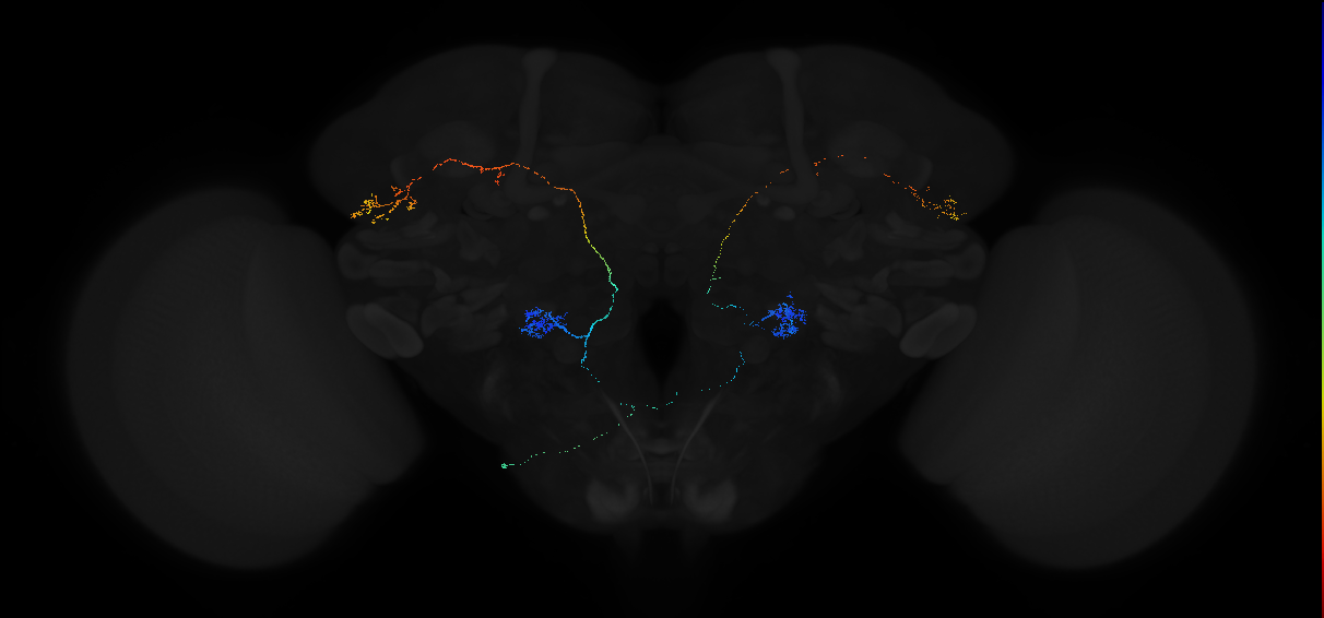 adult antennal lobe projection neuron VL1 ilPN