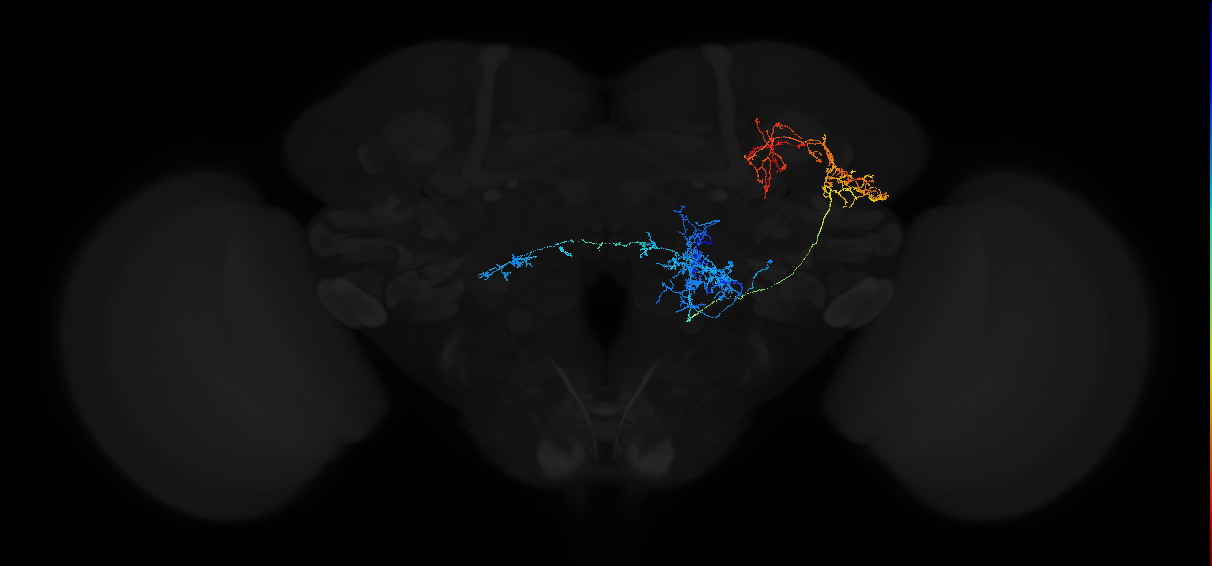 adult antennal lobe projection neuron VP1d+VP4 l2PN1