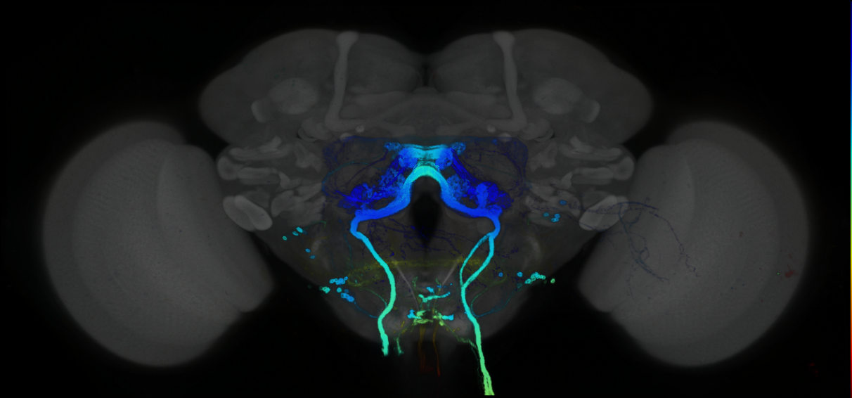 P{GMR94D09-GAL4} expression pattern