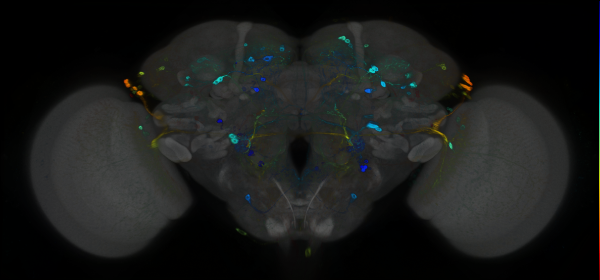 P{GMR94D12-GAL4} expression pattern