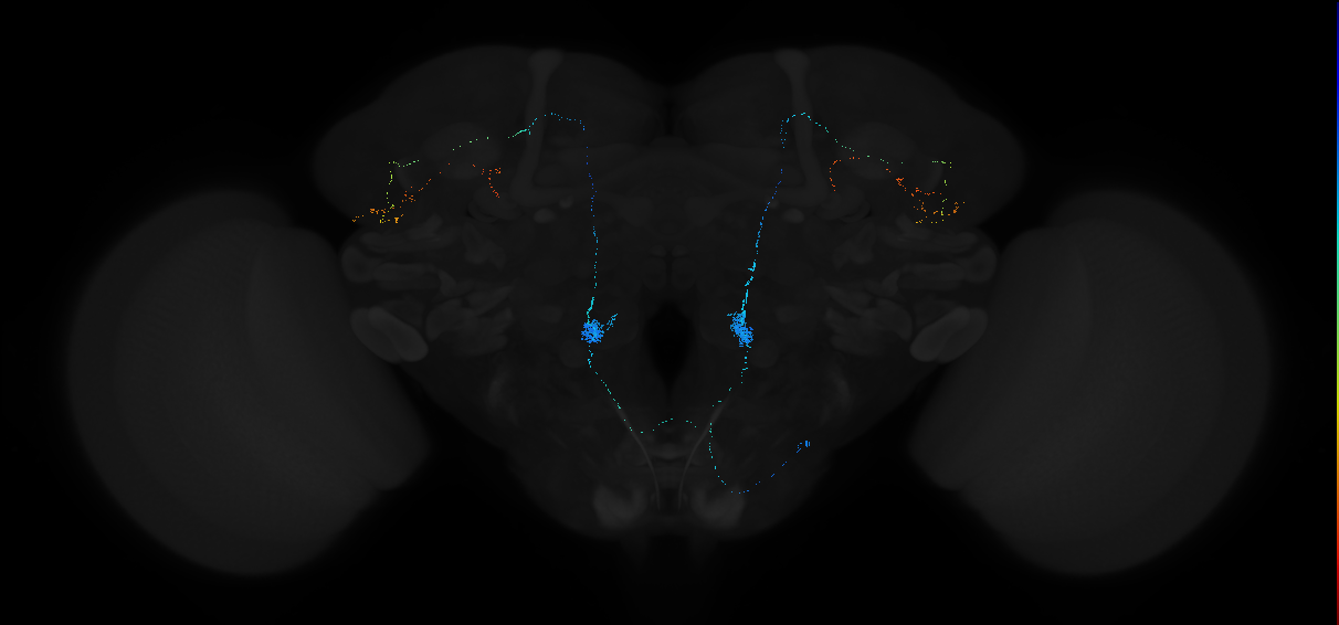 adult antennal lobe projection neuron VP1d il2PN
