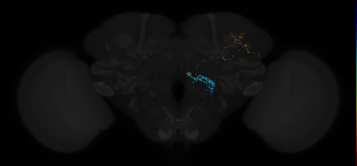 adult antennal lobe projection neuron VP4 vPN