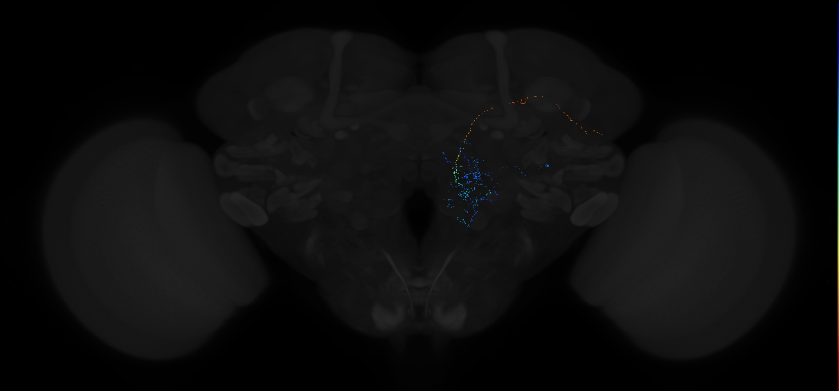 adult antennal lobe projection neuron VP1d++ lPN 1