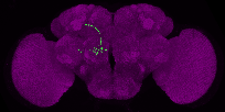 adult antennal lobe projection neuron VP1d++ lPN 1