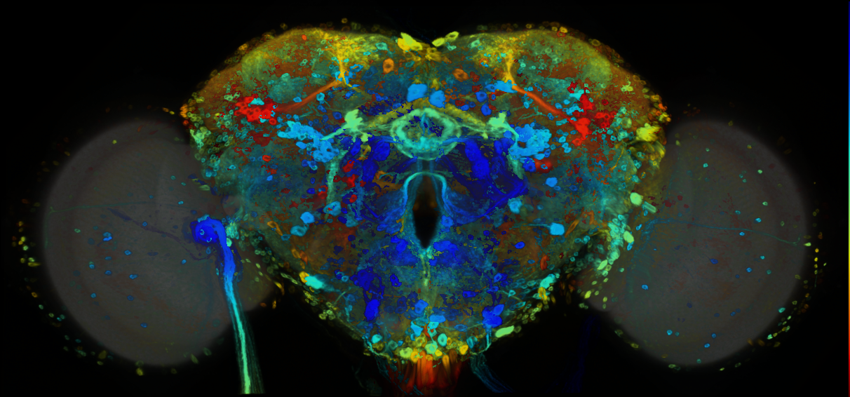 P{GMR94F03-GAL4} expression pattern