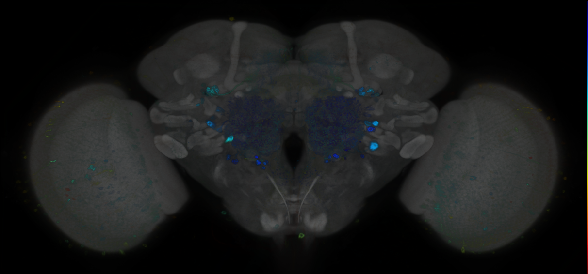 P{GMR94G06-GAL4} expression pattern