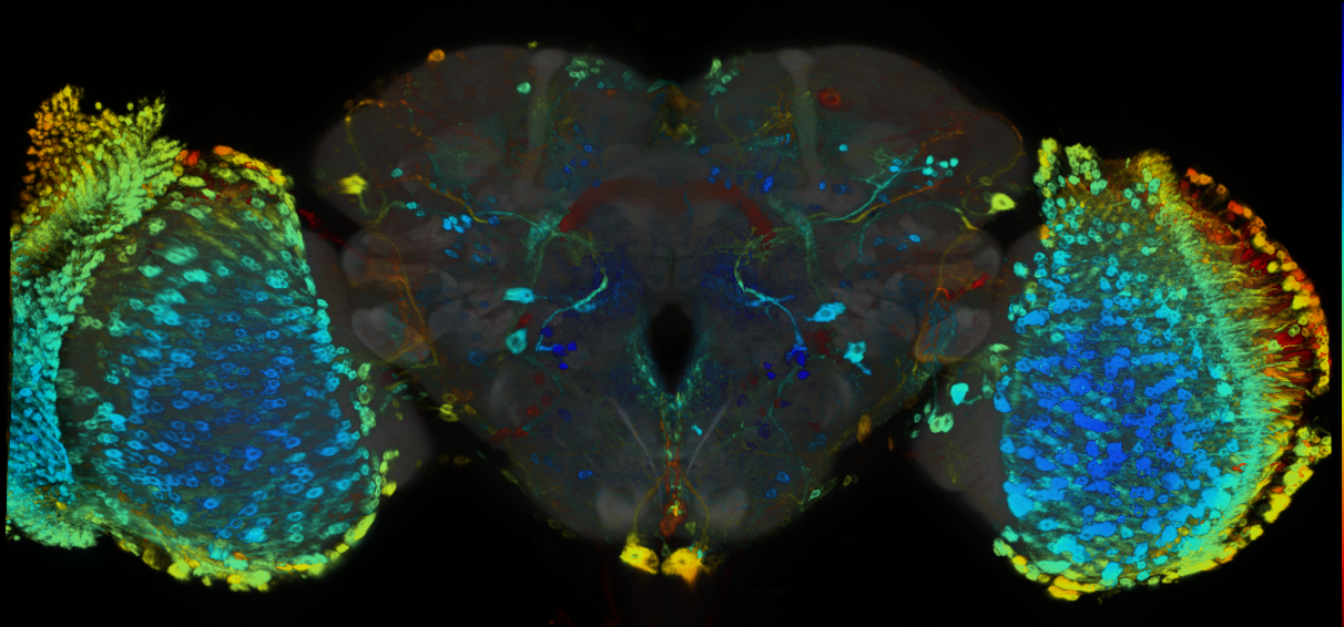 P{GMR94H02-GAL4} expression pattern