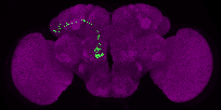 adult antennal lobe projection neuron adPN
