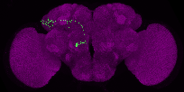 adult antennal lobe projection neuron VA7l adPN