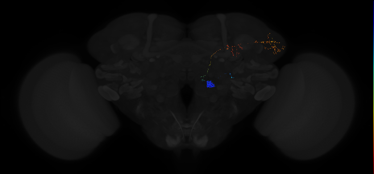 adult antennal lobe projection neuron VC2 lPN