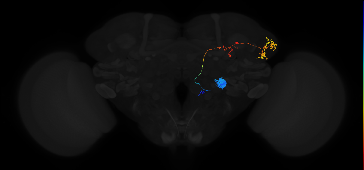adult antennal lobe projection neuron VL2p adPN